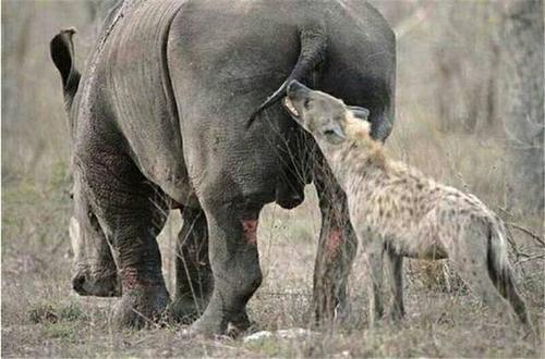 什么动物可以打过犀牛 6dc9ac3765e446d08c3492a6321d9e1a.jpeg
