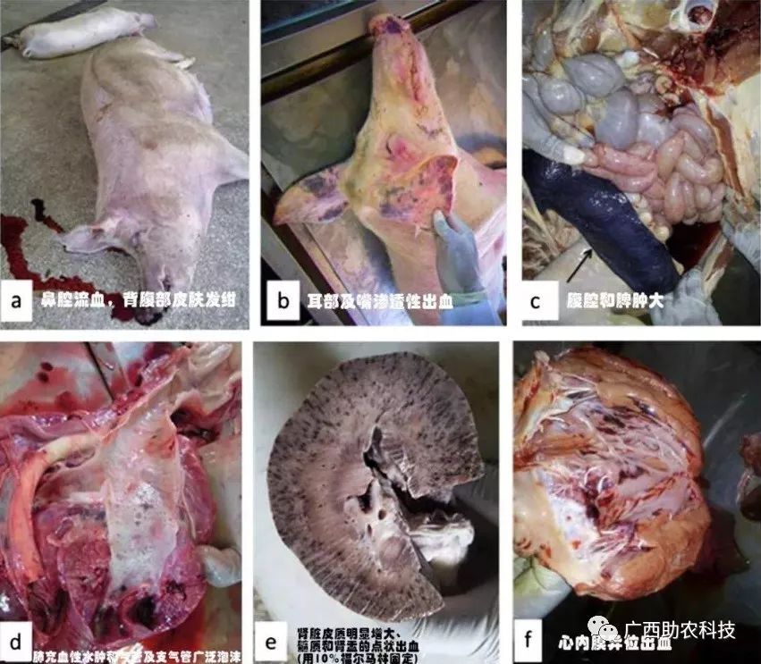 母猪发生非洲猪瘟死亡症状