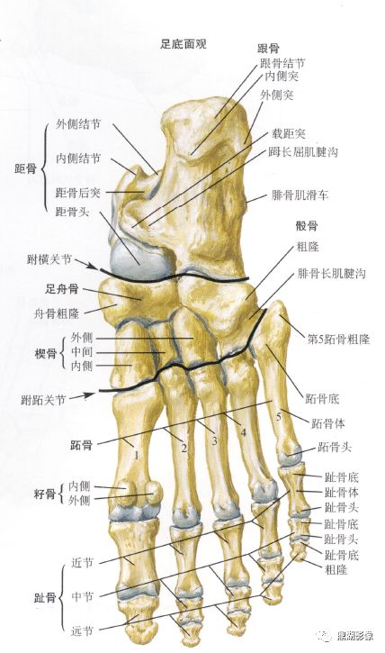 怎么看dr脚部图