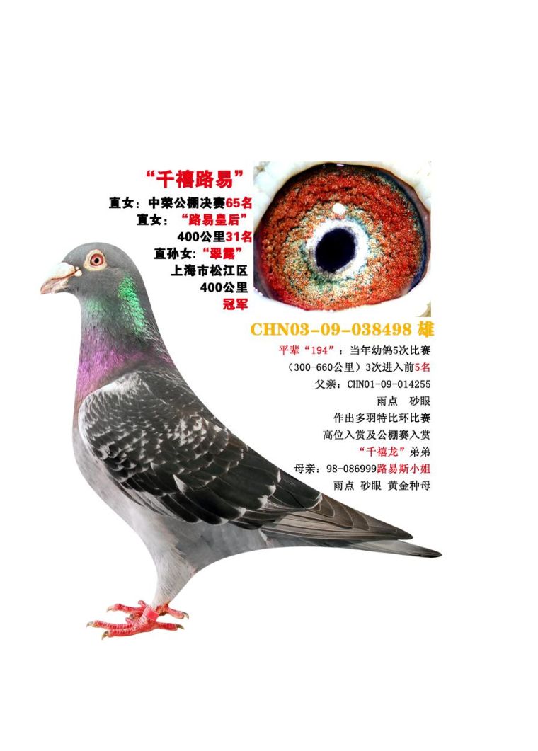 上海龙园鸽业10羽优秀种鸽欣赏拍卖,血统利奥003,盖比