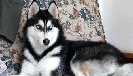 最便宜的幼犬_可卡犬的前世今生 从不被认可到风靡全球