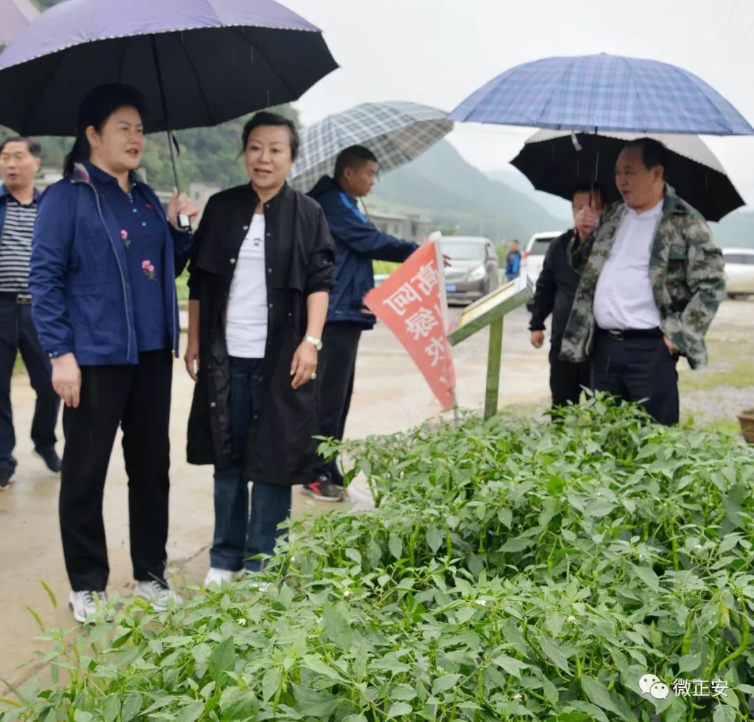 户 基地"等经营模式,在班竹镇上坝村坝区打造蔬菜核心示范基地761亩