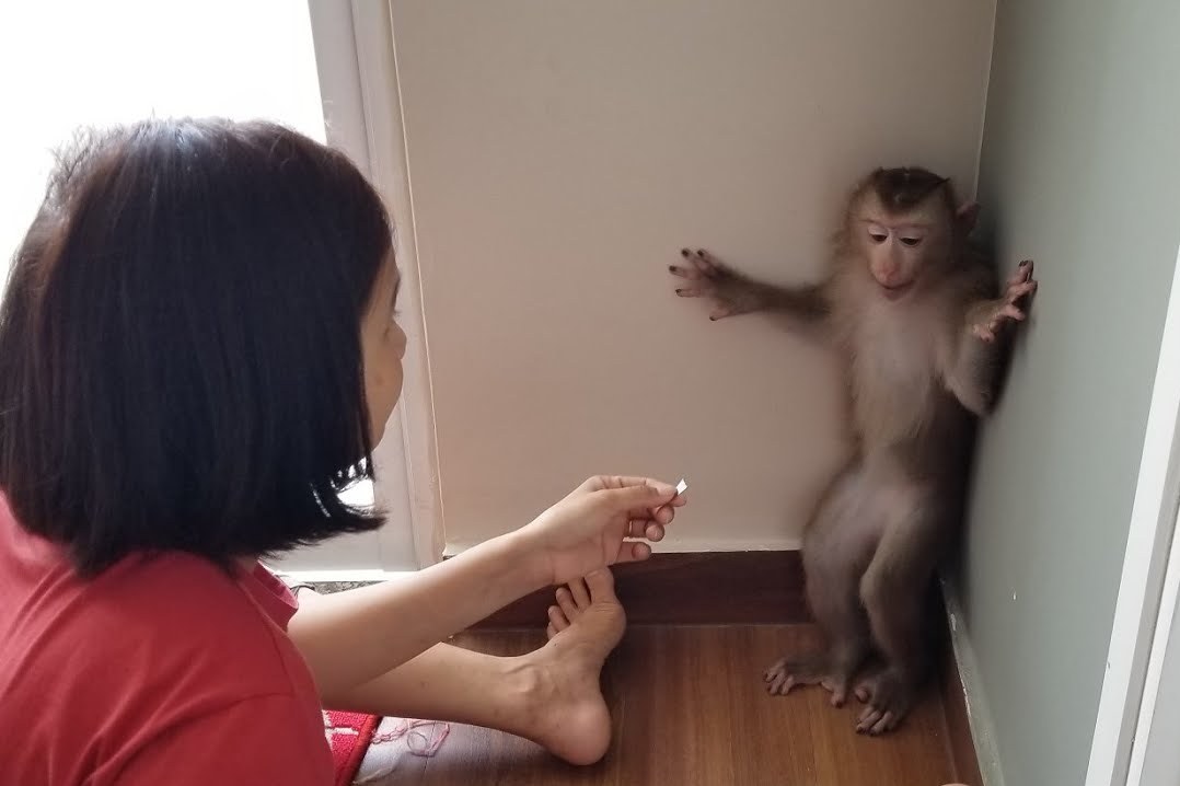 猴子闯祸不满主人教训自己和主人顶起嘴来主人还吵不过猴子