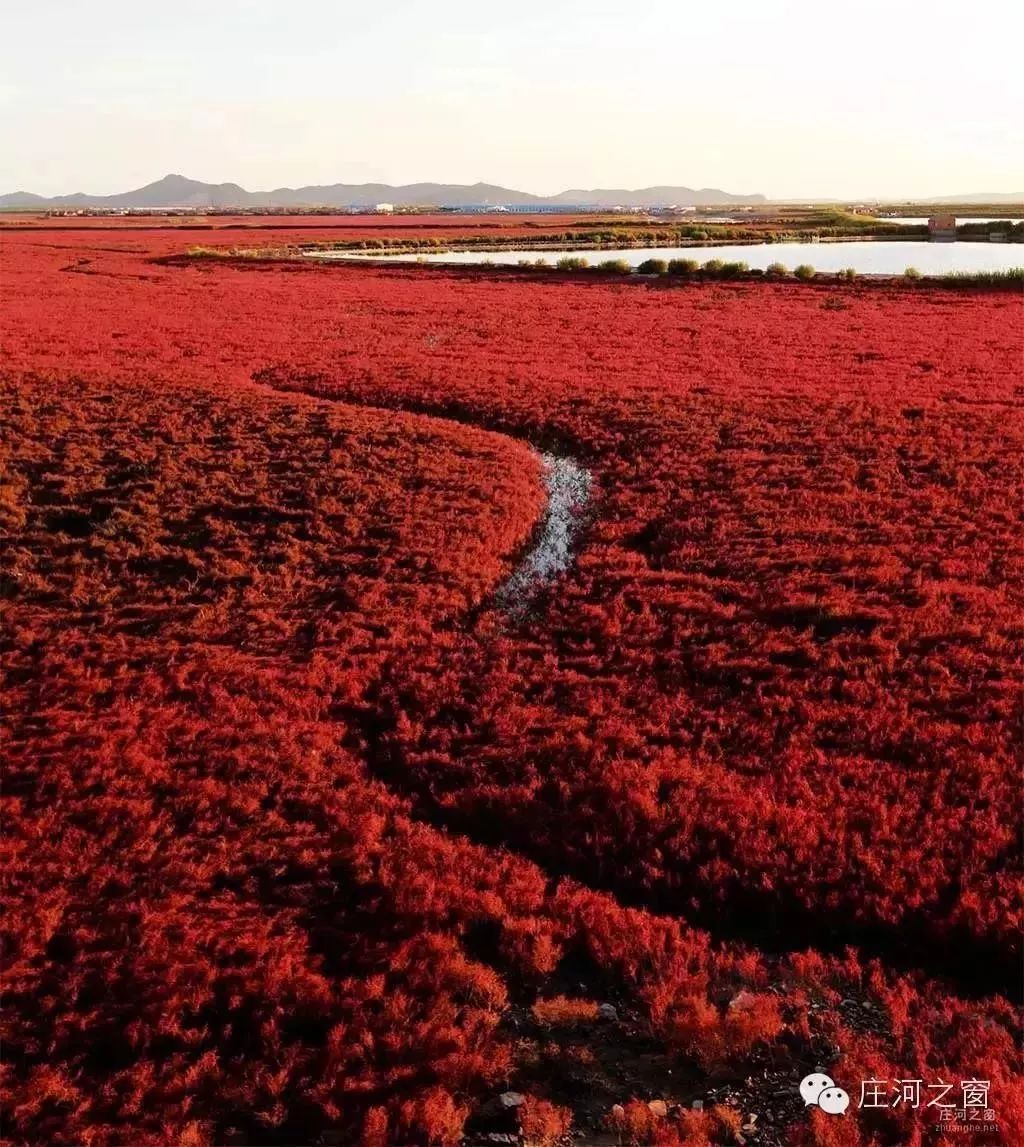 红海滩!在大连!_庄河