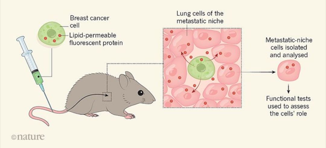 从小鼠尾静脉注射带荧光蛋白的癌细胞,可在肺部检查转移微环境生态