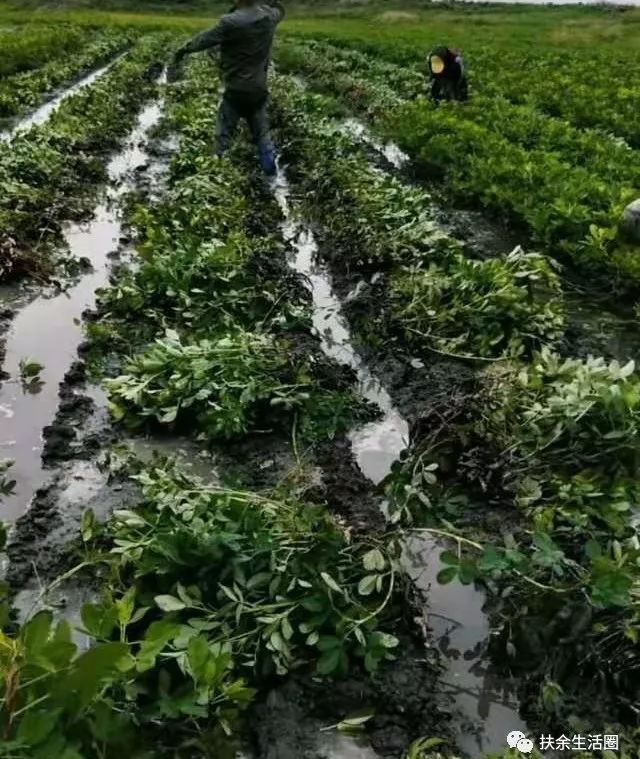 扶余发生|扶余农民因暴雨导致提前起花生/一辆轿车与货车追尾相撞