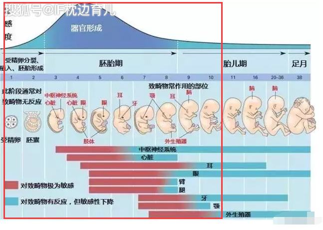 胎儿的大脑开始发育在受孕后的15-27天,眼睛在24-29天,心脏在20-29天