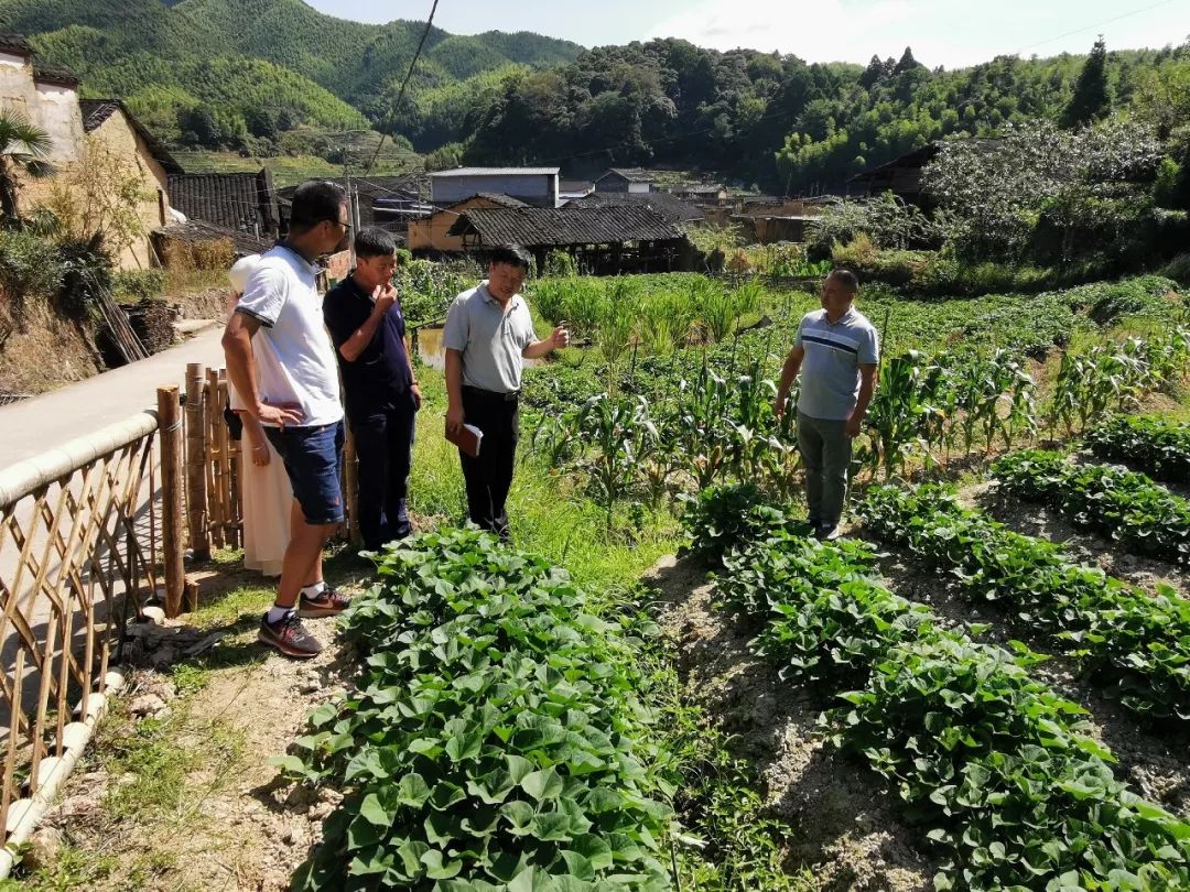 县委常委统战部部长苏久勤深入铁山镇罗家地村调研指导