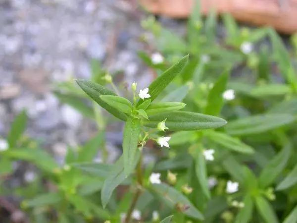 中药赏析白花蛇舌草