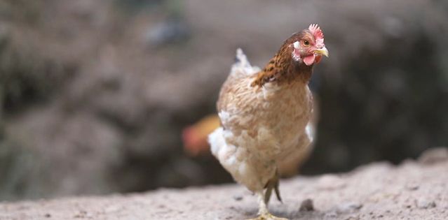 致富经鸡_致富鸡用淘汰蛋鸡赚钱_致富鸡蛋批发点