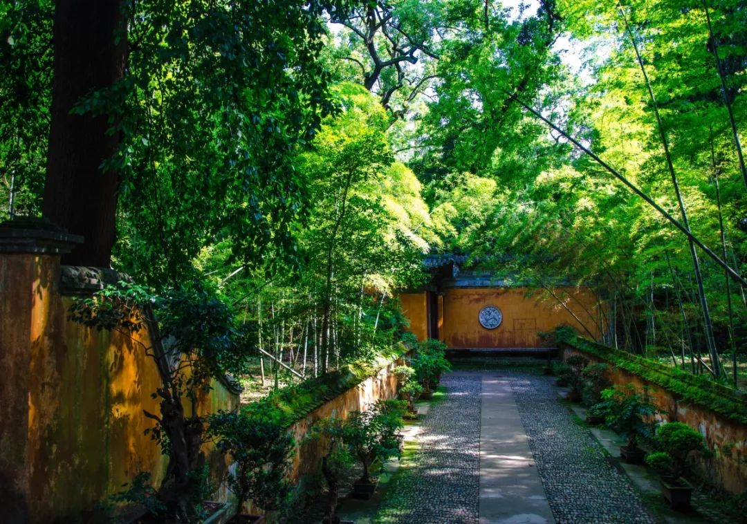 梦境解析,庙宇梨树下的奇遇——从梨到苹果的转变 梦境解析,庙宇梨树下的奇遇——从梨到苹果的转变