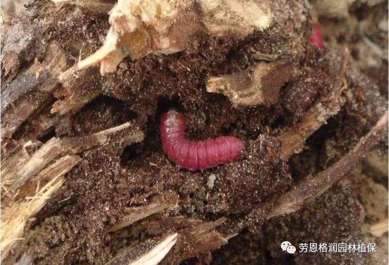 蛀干型害虫,天牛?