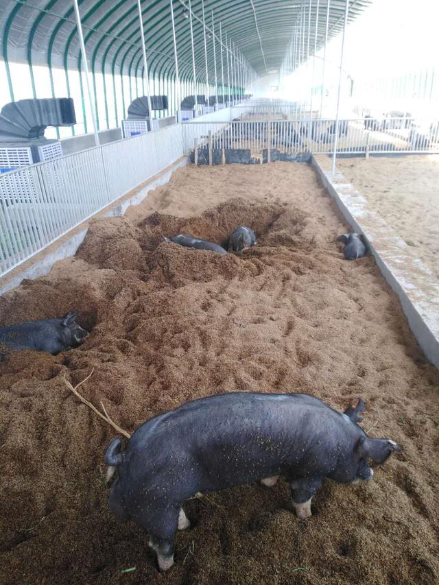 走进猪场:探索发酵床养猪始末,是否适合大面积推广?