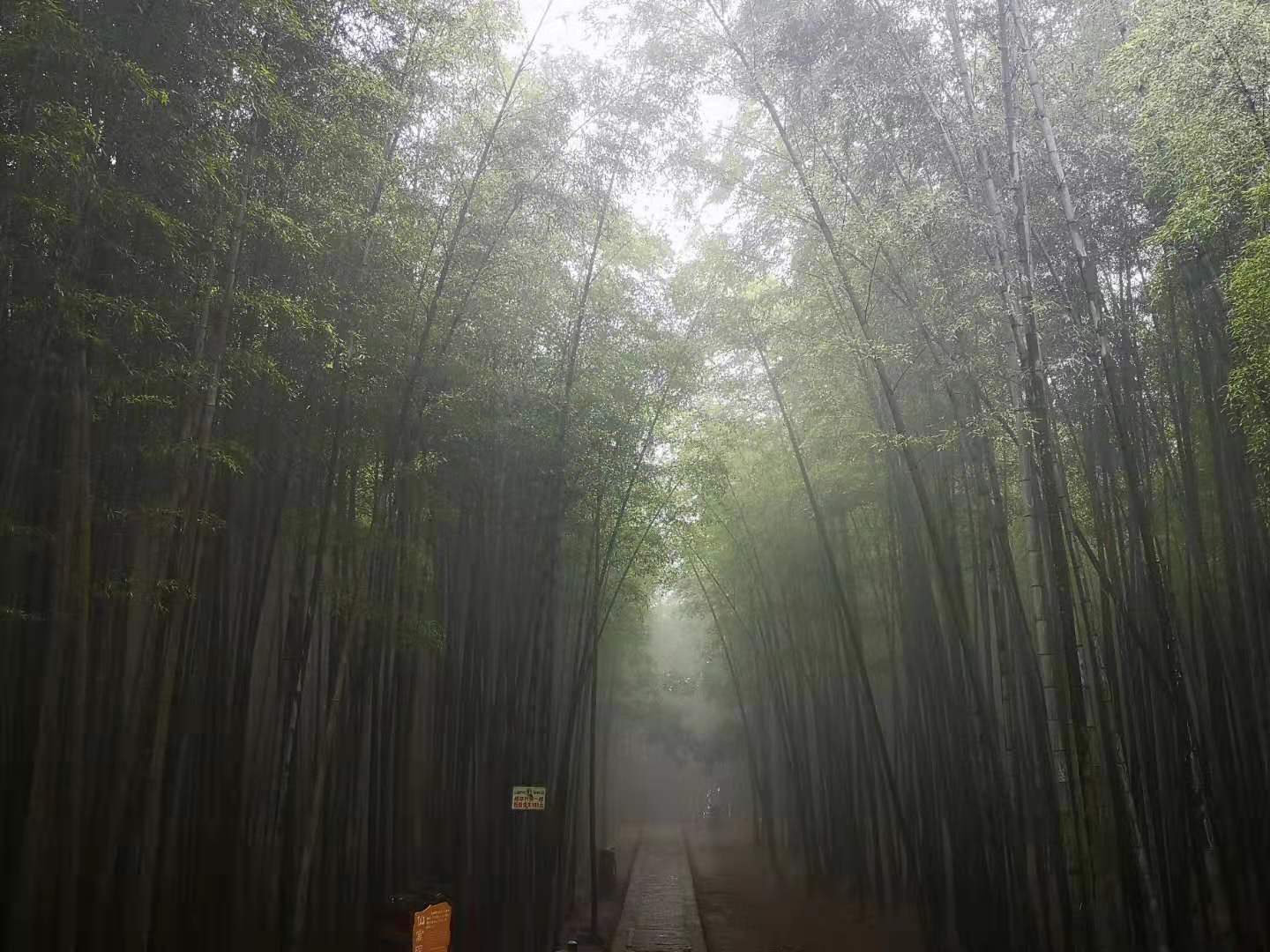 《卧虎藏龙》取景地,这片四川竹林太适合旅拍,有种江湖侠气