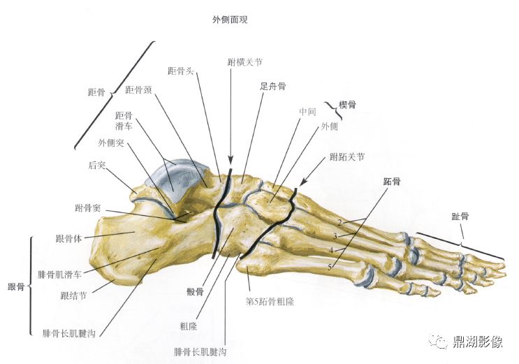 怎么看dr脚部图