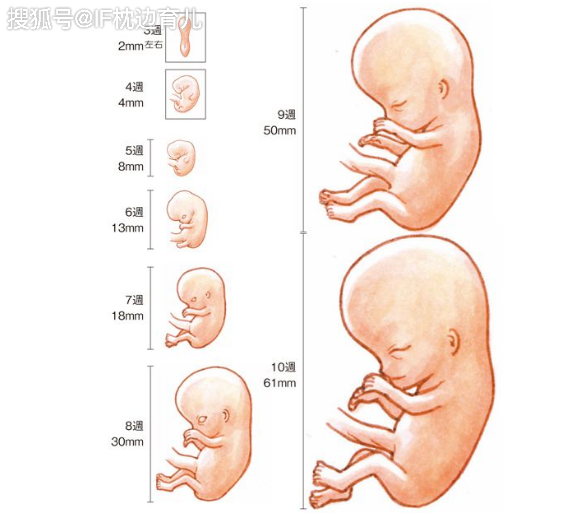 原创怀孕到这个月份,是胎儿畸形的"高发期,孕妈熬过去安心许多