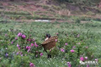 女人是棵草 下一句是什么