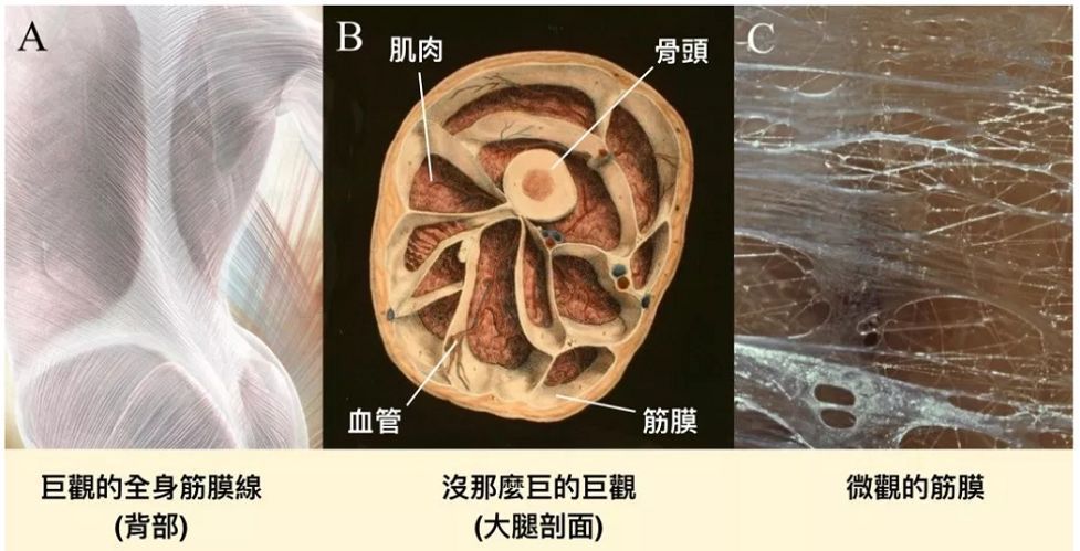 筋膜喊你左手用手机!