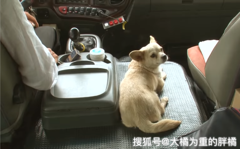 怎么带狗坐大巴车 e63546da6c9644e39d4d5a0e1ef3ea08.png