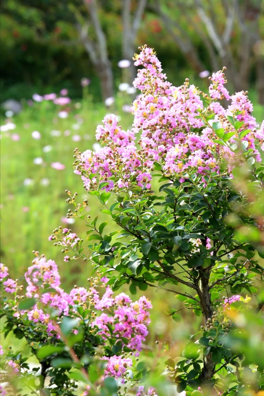 【即墨·旅游】初秋赏花好去处!紫薇花开,一起相约马山吧