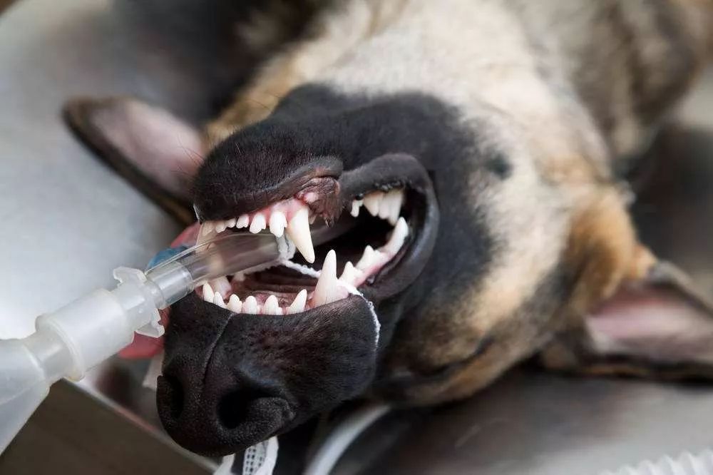 80%的狗狗都患有的口腔问题,你该重视起来了!_麻醉
