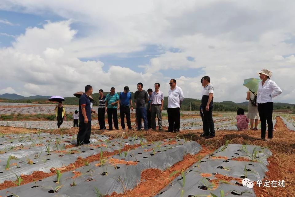 牟定人物他放弃了高收入的管理岗位只为一心带领群众走上致富的道路