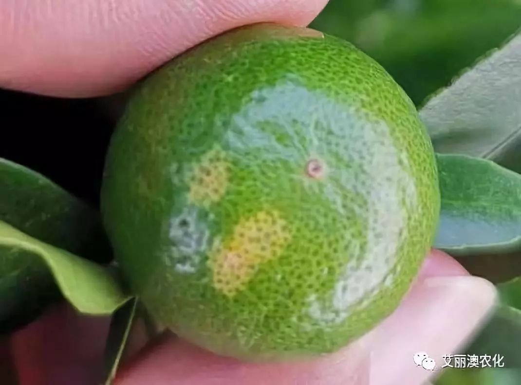 柑橘种植丨9月管理重点(2019年精编版)