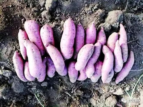 九个月可以吃红薯吗 0865515425ff48088861783f9d189093.jpeg