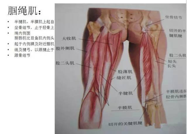 解剖必备！全身各肌肉图解（建议收藏）