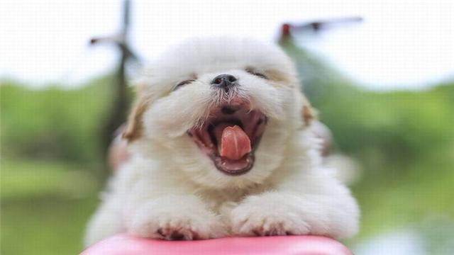 怎么才能不打哈欠就睡着了 11bdf2ae75224c9da1f4e7f5bac1ee6b.jpeg