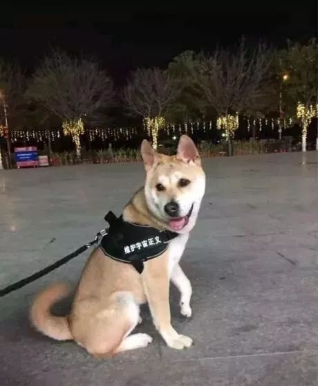 原来中华田园犬的颜值可以这么高看完再也不觉得土狗丑了