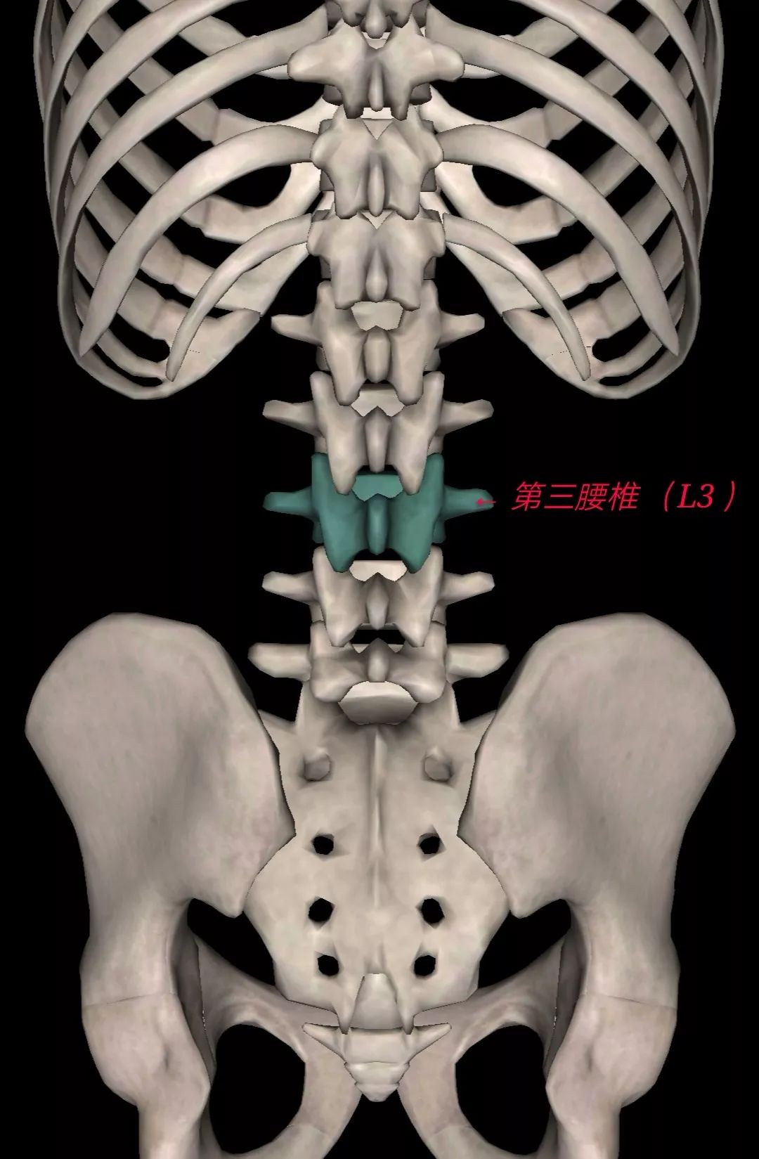 第三腰椎(l3)—— 第五腰椎(l5) 轻微膨出