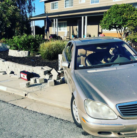 轿车街上遇“车祸”，肇事“司机”居然是只狗？！
