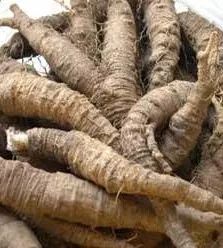 沙参什么科 2d296e0bf9564a778840a6193bb6da98.jpeg