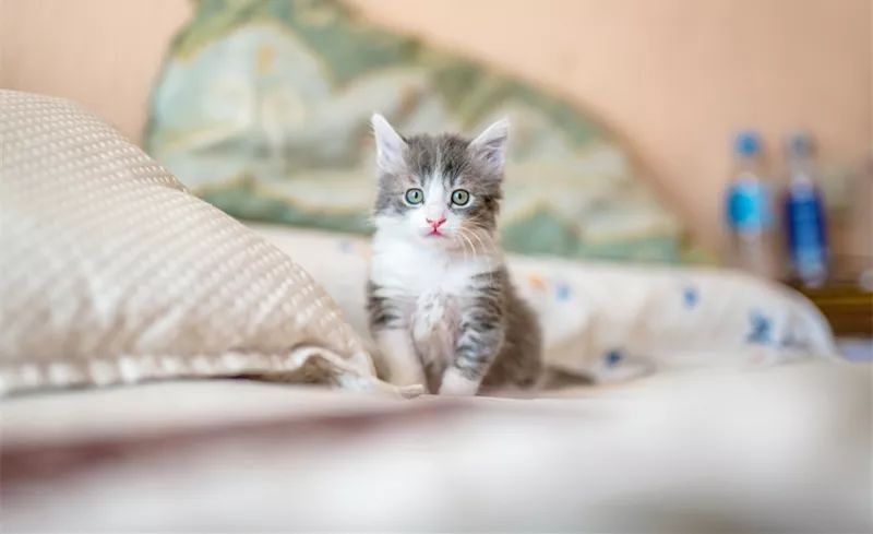 喵姐姐还叫什么名字 36386e7fbac54064aeacd138fb2532df.jpeg