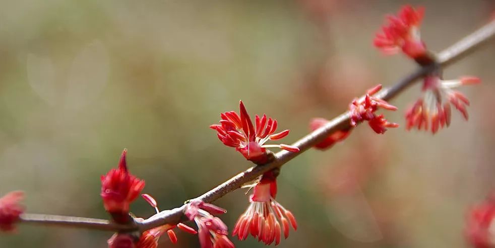 【保护秦岭】第四季植物"活化石"—连香树