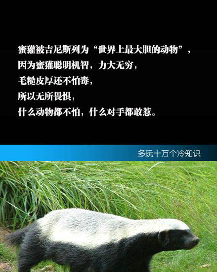 社会平头哥,人狠话不多