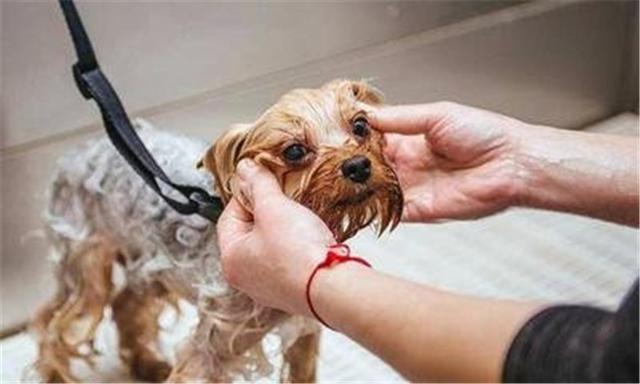 原创给狗狗洗澡,原来也要有注意的细节和顺序