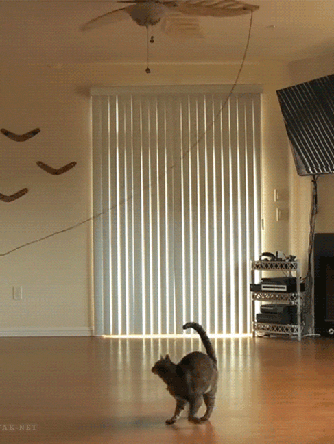 487_648竖版 竖屏gif 动态图 动图