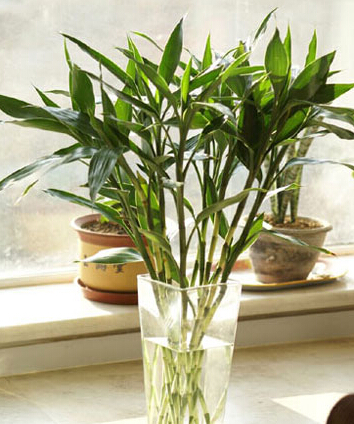 富贵竹怎么养好看 6f1de7a8fe0a48608081c57d1a97f60c.jpeg