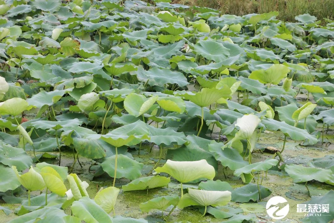 甲鱼致富经_致富经甲鱼养殖技术视频_致富经甲鱼