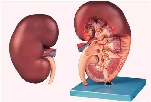 急性阑尾炎是怎么引起的女的 9279e36e9d68434aa95f77571e7cc01a.jpeg