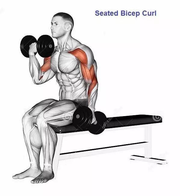 最全的肱二三头肌训练图解,漂亮手臂必备!