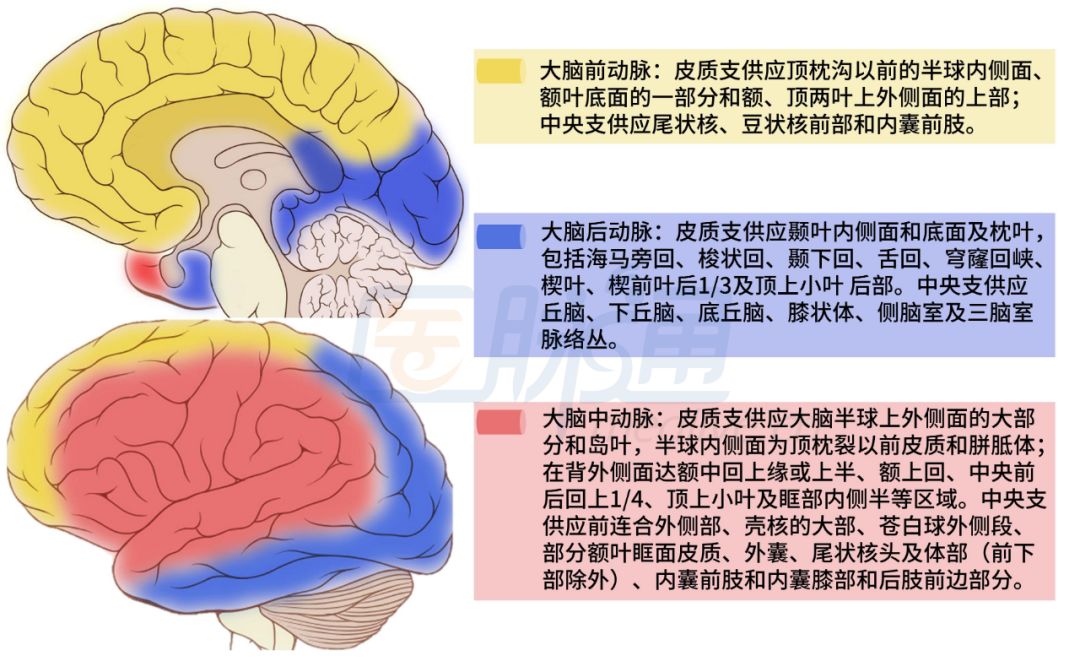 神经科医生必备:脑动脉供血区图谱|收藏