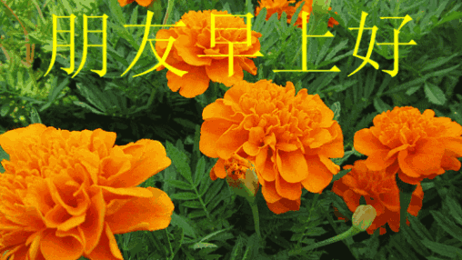 我送的祝福,收了吧;最终的目的,周末愿你就开心吧,早安