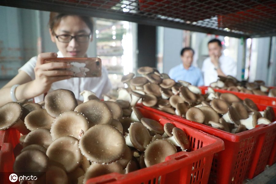 就被工厂化生产种植猪肚菇的气势给震住