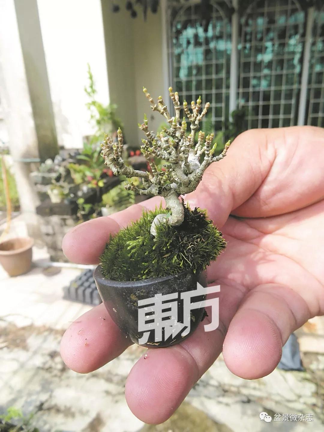 形成缠线的植物,随著补丁成长时保留曲线美外,也捆绑植物小苗.原貌情趣内衣女友真实图片