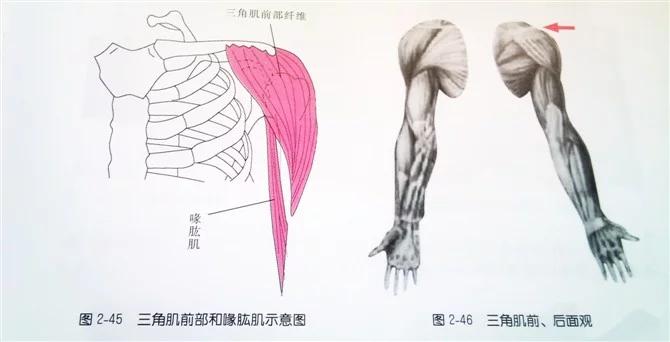 三角肌:起点在锁骨外1/3,肩峰,肩胛冈.止点在肱骨三角肌粗隆.