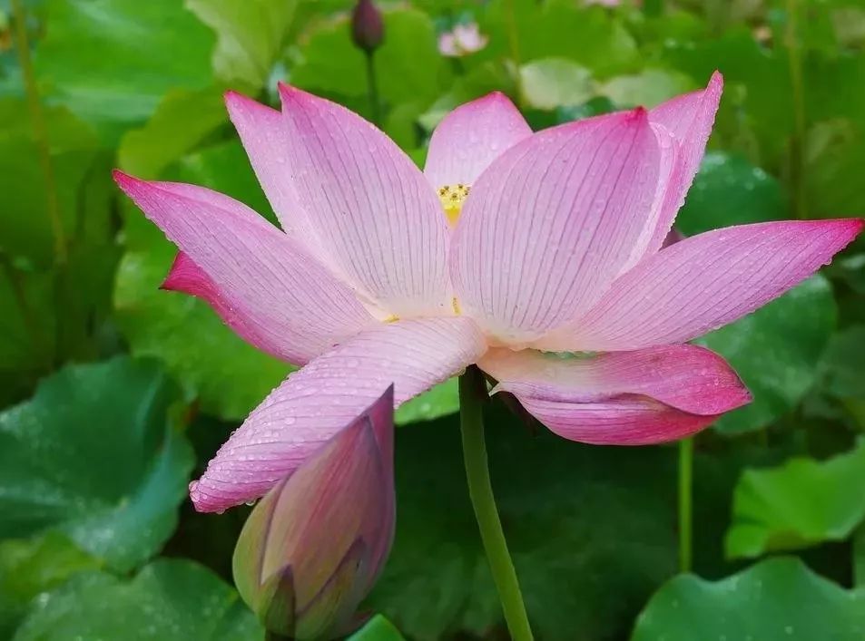 阳羡品读 //《心如莲花,人生便能一路芬芳》