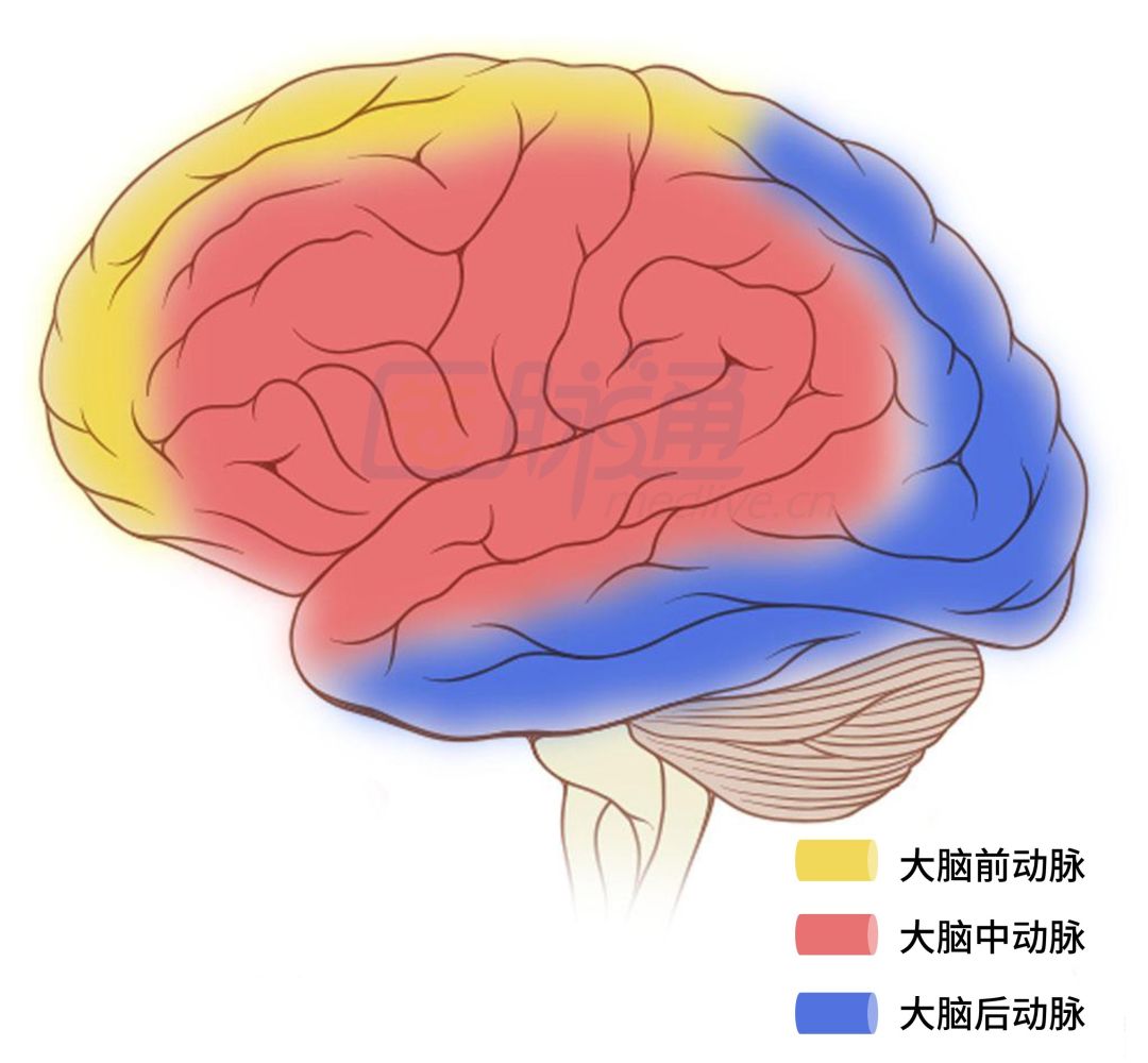 神经科医生必备:脑动脉供血区图谱|收藏